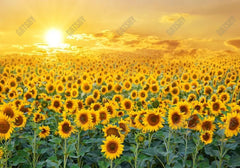 Sweet Sunflower Field Backdrop - Gatsby Backdrop