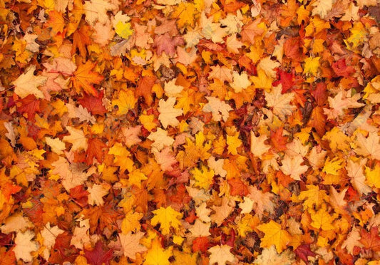 Autumn Leaves Photography Backdrop GBSX-99608 - Gatsby Backdrop