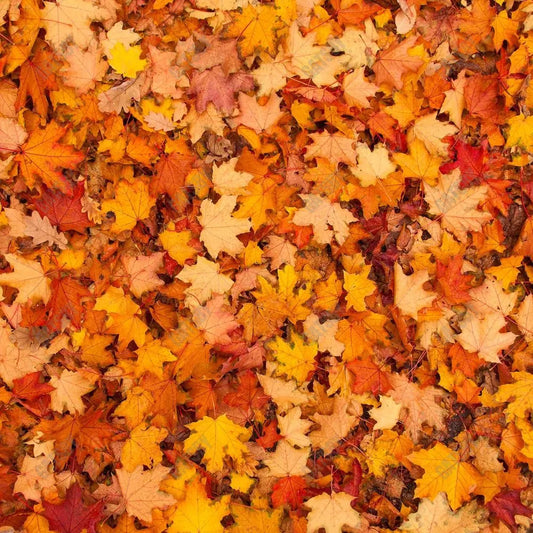 Autumn Leaves Photography Backdrop GBSX-99608 - Gatsby Backdrop