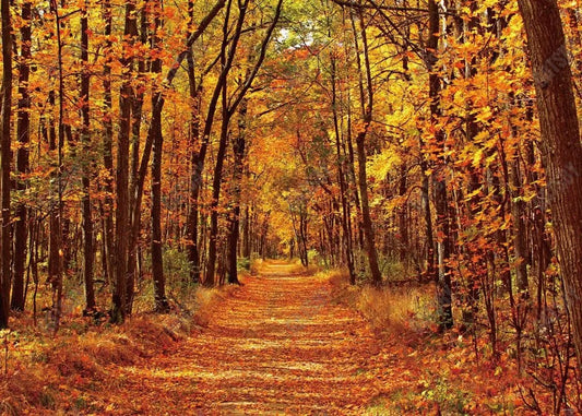 Autumn Maple Forest Scene Photography Backdrop - Gatsby Backdrop