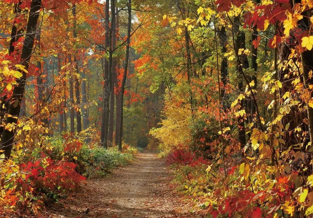 Gatsby Autumn Forest Path Photography Backdrop Gbsx-00543 - Gatsby Backdrop