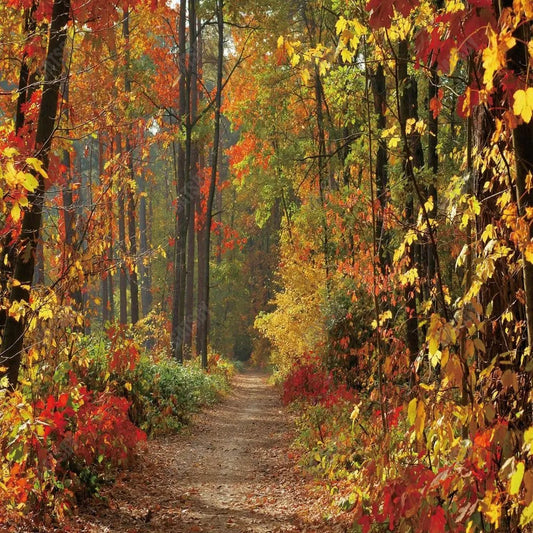 Gatsby Autumn Forest Path Photography Backdrop Gbsx-00543 - Gatsby Backdrop