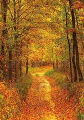 Gatsby Autumn Forest Path Photography Backdrop Gbsx-00584 - Gatsby Backdrop