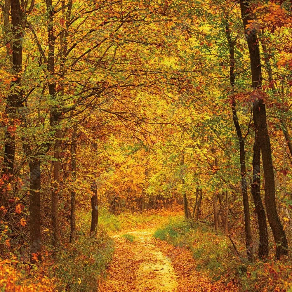 Gatsby Autumn Forest Path Photography Backdrop Gbsx-00584 - Gatsby Backdrop