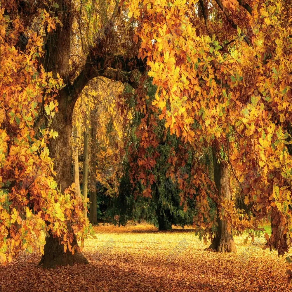 Gatsby Autumn Forest Tree Photography Backdrop Gbsx-00603 - Gatsby Backdrop