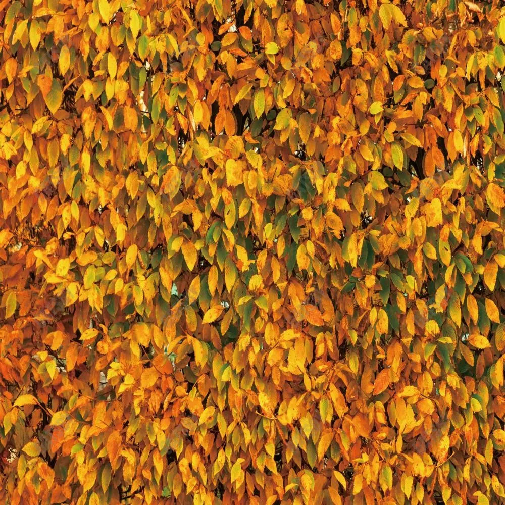 Gatsby Autumn Leaves Wall Photography Backdrop Gbsx-00541 - Gatsby Backdrop