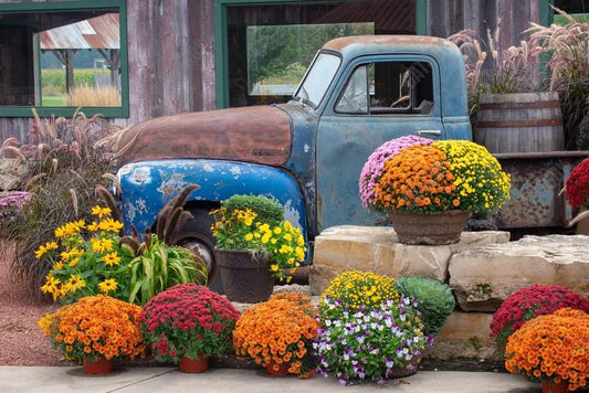 Gatsby Autumn Old Blue Truck Photography Backdrop Gbsx-00925 - Gatsby Backdrop