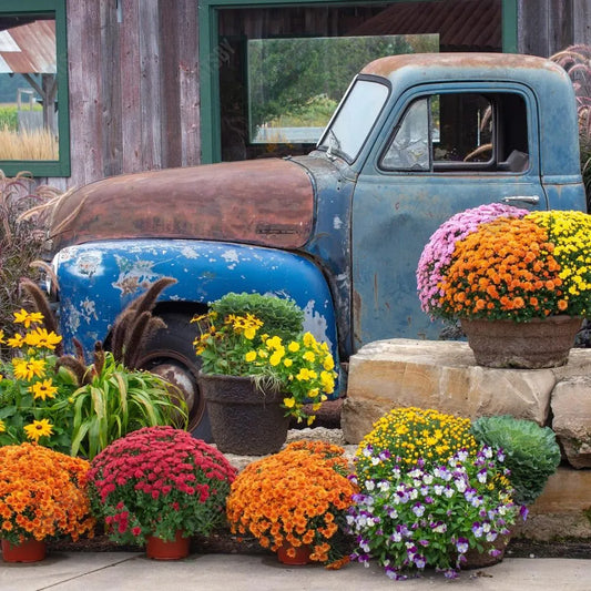 Gatsby Autumn Old Blue Truck Photography Backdrop Gbsx-00925 - Gatsby Backdrop