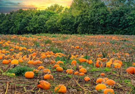 Gatsby Autumn Pumpkin Patch Field Photography Backdrop Gbsx-00946 - Gatsby Backdrop