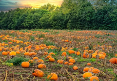 Gatsby Autumn Pumpkin Patch Field Photography Backdrop Gbsx-00946 - Gatsby Backdrop