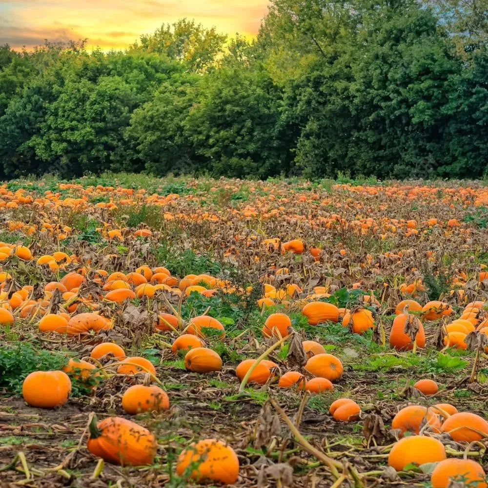 Gatsby Autumn Pumpkin Patch Field Photography Backdrop Gbsx-00946 - Gatsby Backdrop