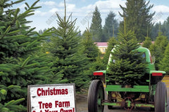 Gatsby Christmas Trees Farm Photography Backdrop Gbsx-00623 - Gatsby Backdrop