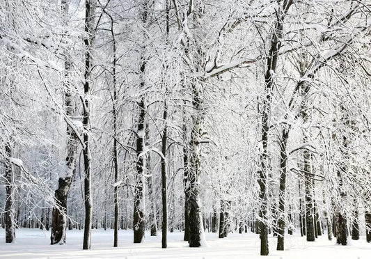 Gatsby Winter Wonderland Forest Photography Backdrop Gbsx-00732 - Gatsby Backdrop