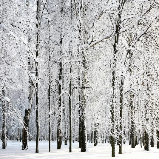 Gatsby Winter Wonderland Forest Photography Backdrop Gbsx-00732 - Gatsby Backdrop