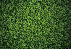 Green Leaves Wall Backdrop - Gatsby Backdrop